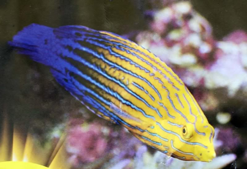 wrasse.jpg