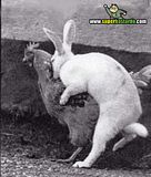 th_sb1059-conejo-de-pascua