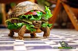th_sb1099-comida-lenta