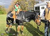th_sb1117-robin-horse