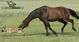 th_sb1139-caballo-que-muerde th_sb1139-caballo-que-muerde