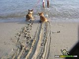 th_sb1181-perro-y-agua