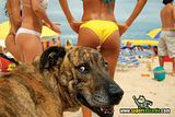 th_sb1184-fot-grafo-de-playa