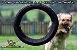 th_sb1217-perro-miope