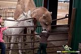 th_sb1250-camellos