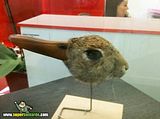 th_sb1253-pato-conejo