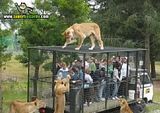 th_sb1286-safari