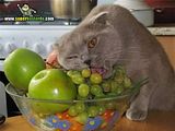 th_sb1318-uvas