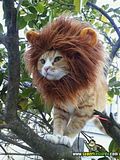 th_sb1360-rey-de-la-selva