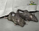 th_sb753-pantuflas-conflictivas