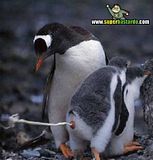 th_sb836-pinguinos