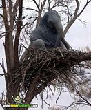 th_sb842-nido-de-elefante
