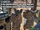 th_sb879-el-enigma-de-la-zebra