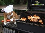 th_sb902-gato-chef