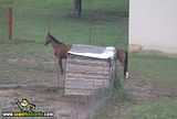 th_sb923-caballo-largo