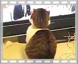 th_dramaticcat