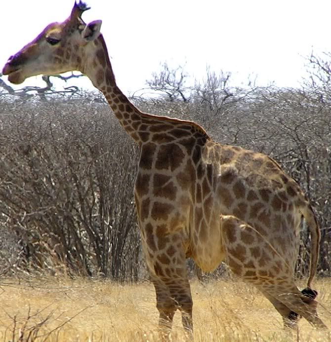 Giraffesmashed.jpg