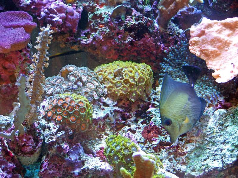 Aquarium011_edited.jpg