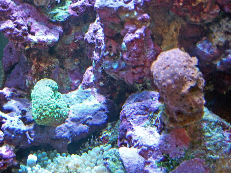 Aquarium021_edited.jpg