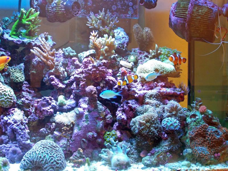 Aquarium031_edited.jpg