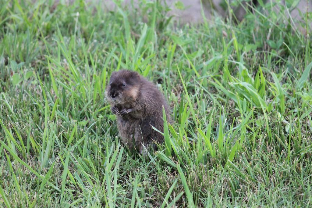 IMAGE: http://i702.photobucket.com/albums/ww25/Swift_Delta88/IMG_0566_zpscd19640d.jpg