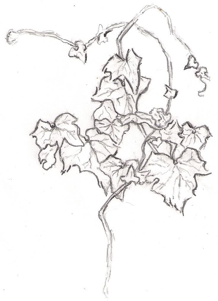 drawing ivy