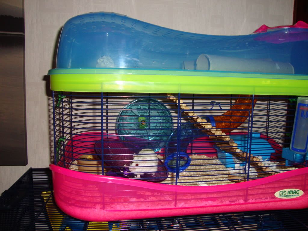 fantasy hamster cage
