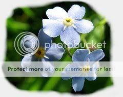 Forget me not Pictures, Images and Photos